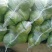 【实力推荐】湖北甘蓝-圆包菜品质保障诚信经营-可对接商超
