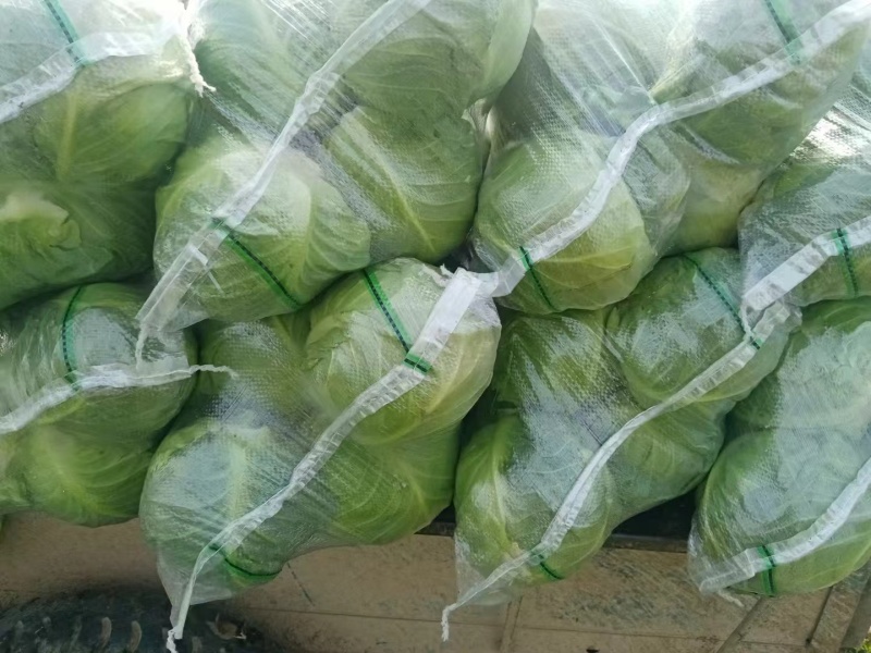 【实力推荐】湖北甘蓝-圆包菜品质保障诚信经营-可对接商超