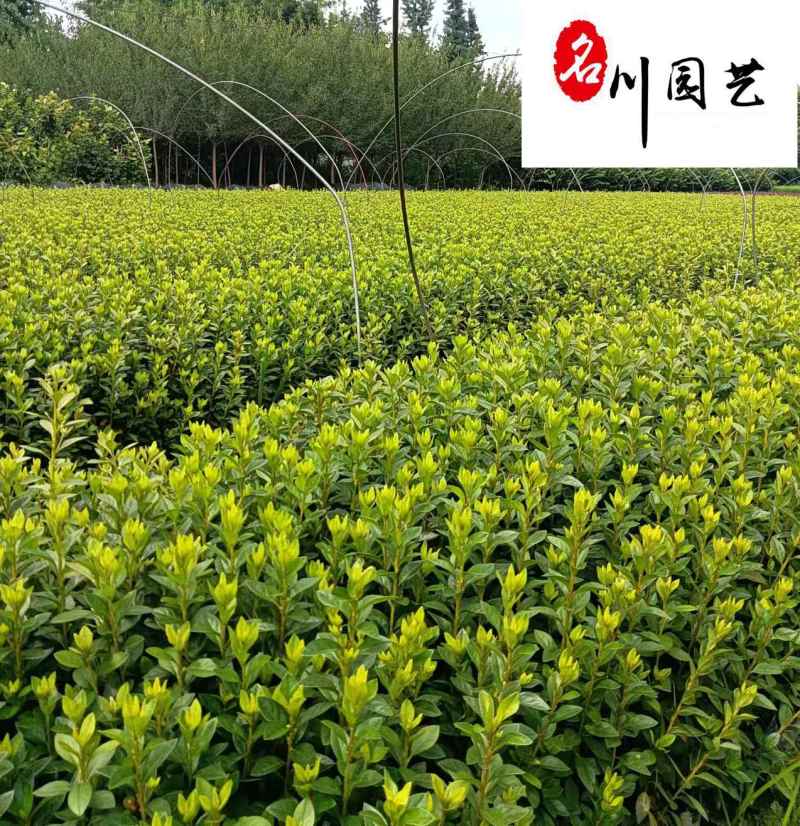 杜鹃杯苗地苗批发成都杜鹃苗圃基地直供工程园林绿化杜鹃