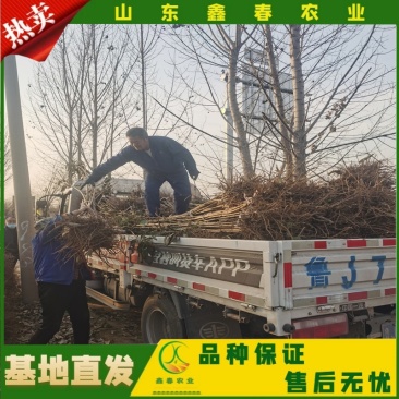 山东车厘子矮化樱桃树苗品种纯正价格合理现挖现发