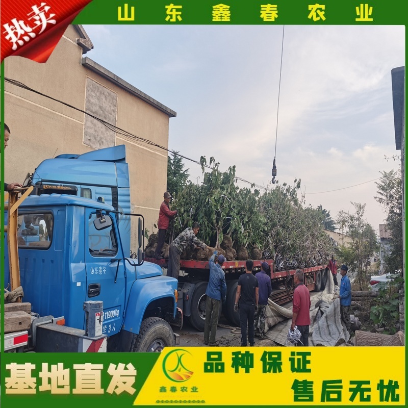 山东车厘子矮化樱桃树苗品种纯正价格合理现挖现发