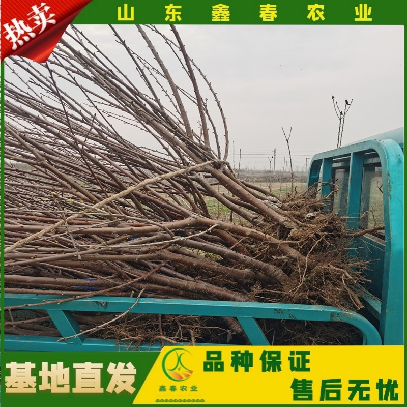 山东车厘子矮化樱桃树苗品种纯正价格合理现挖现发