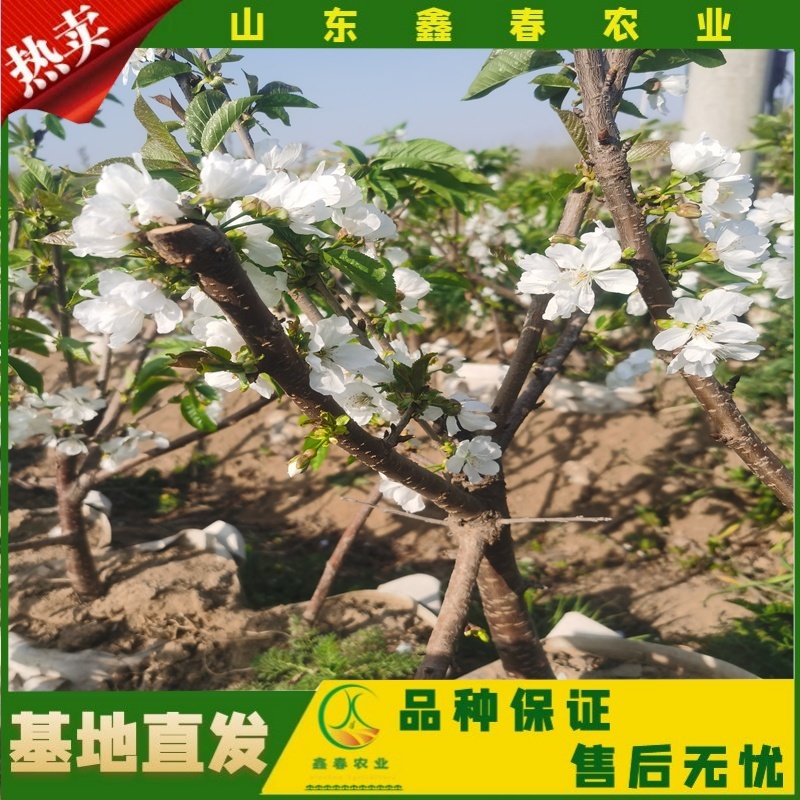 山东车厘子矮化樱桃树苗品种纯正价格合理现挖现发