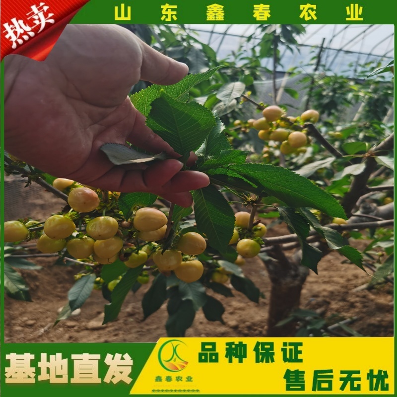 山东车厘子矮化樱桃树苗品种纯正价格合理现挖现发