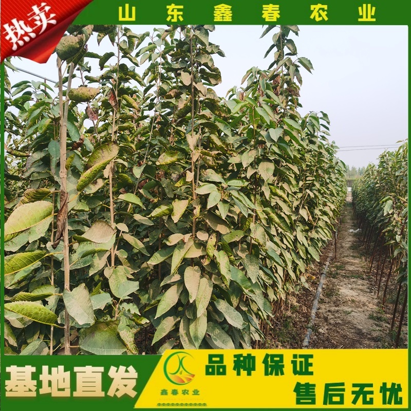 山东车厘子矮化樱桃树苗品种纯正价格合理现挖现发