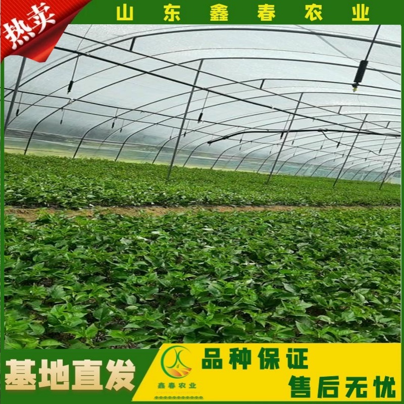 山东车厘子矮化樱桃树苗品种纯正价格合理现挖现发