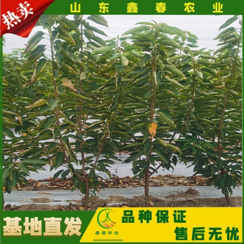 山东车厘子矮化樱桃树苗品种纯正价格合理现挖现发