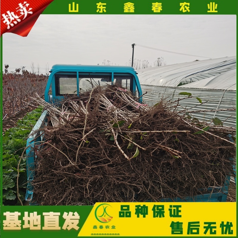 山东车厘子矮化樱桃树苗品种纯正价格合理现挖现发