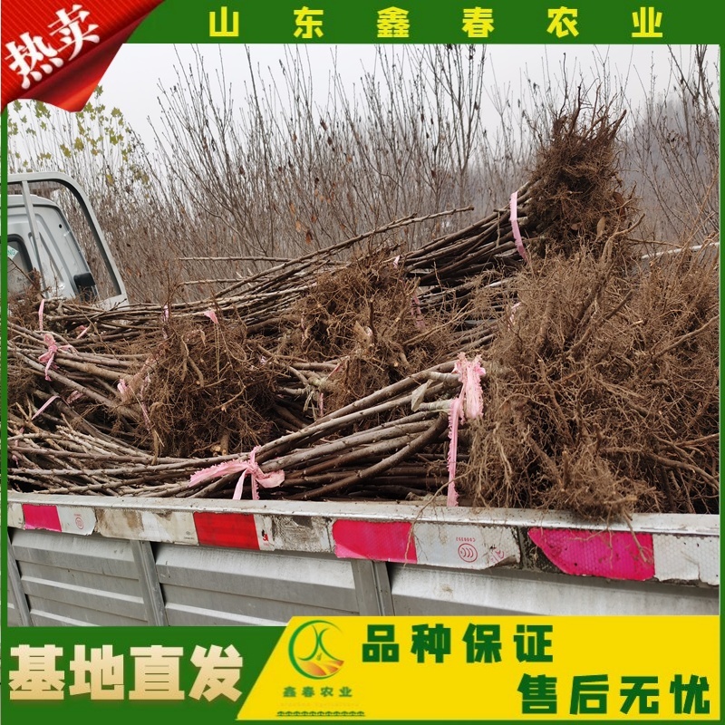 山东车厘子矮化樱桃树苗品种纯正价格合理现挖现发