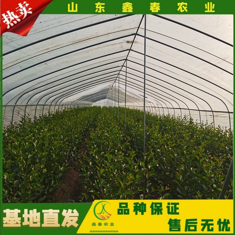山东车厘子矮化樱桃树苗品种纯正价格合理现挖现发