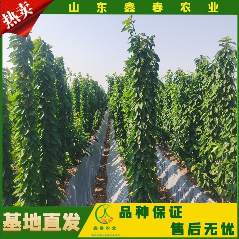 山东车厘子矮化樱桃树苗品种纯正价格合理现挖现发