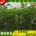 山东车厘子矮化樱桃树苗品种纯正价格合理现挖现发