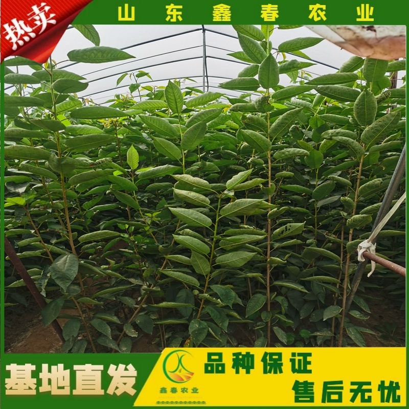山东车厘子矮化樱桃树苗品种纯正价格合理现挖现发