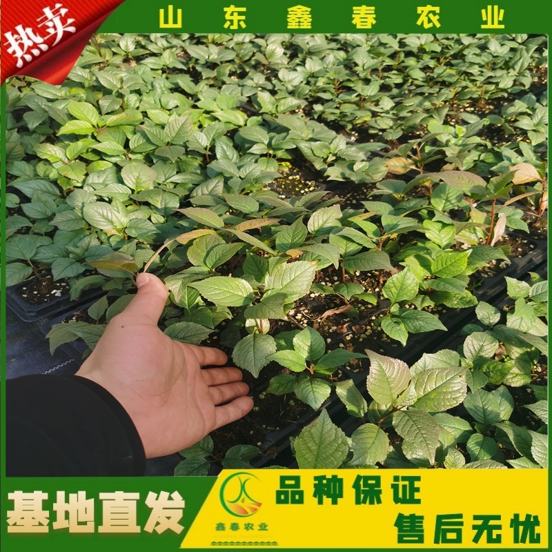 山东车厘子矮化樱桃树苗品种纯正价格合理现挖现发