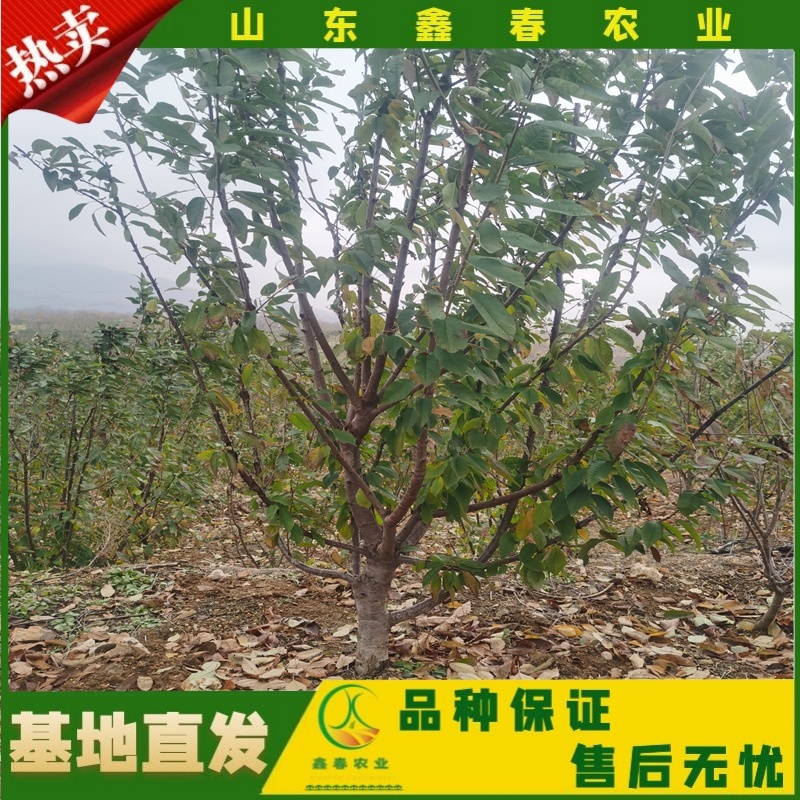 樱桃苗美早布鲁克斯俄罗斯八号萨米脱拉宾斯