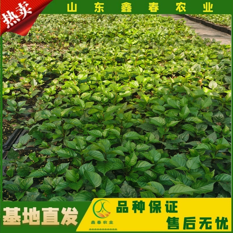 樱桃苗美早布鲁克斯俄罗斯八号萨米脱拉宾斯