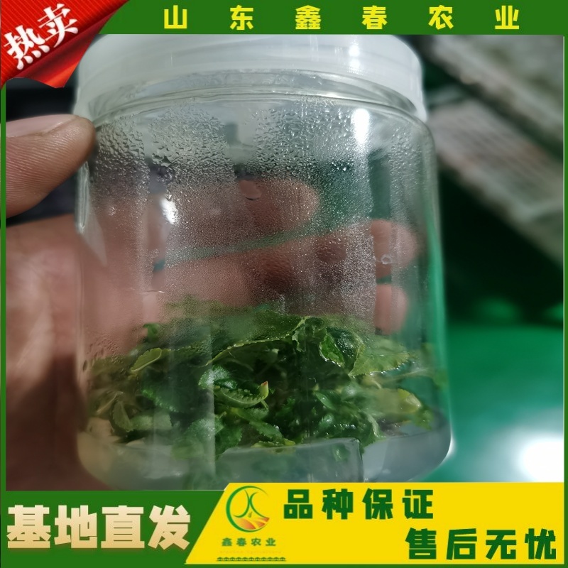 樱桃苗美早布鲁克斯俄罗斯八号萨米脱拉宾斯