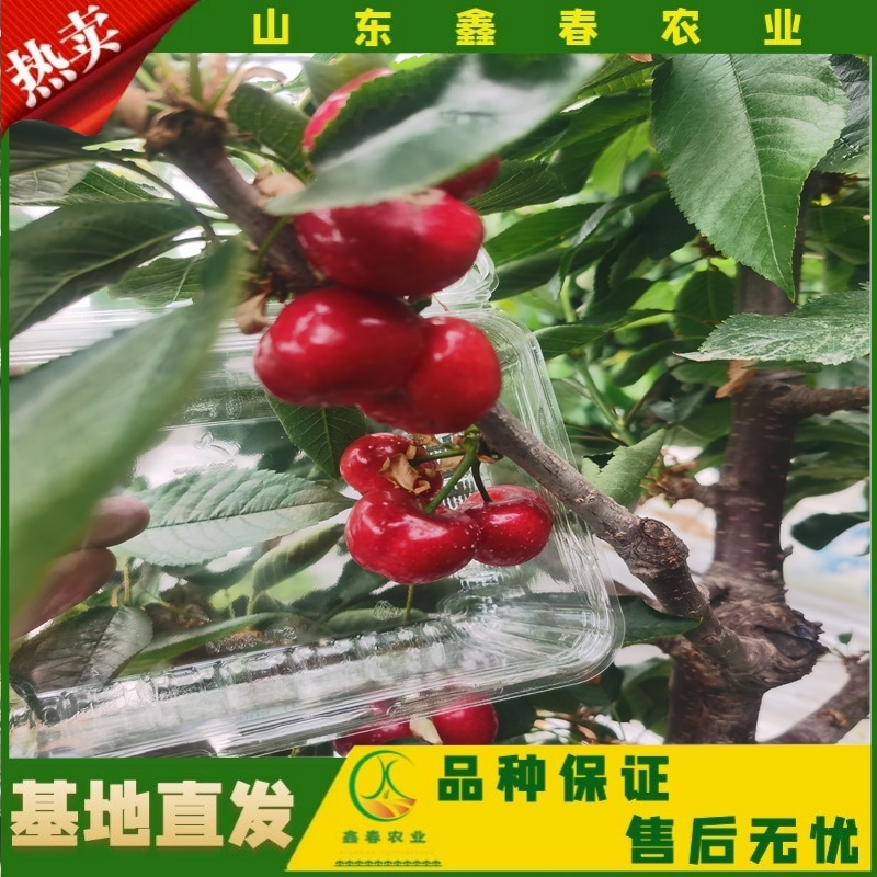 樱桃苗美早布鲁克斯俄罗斯八号萨米脱拉宾斯