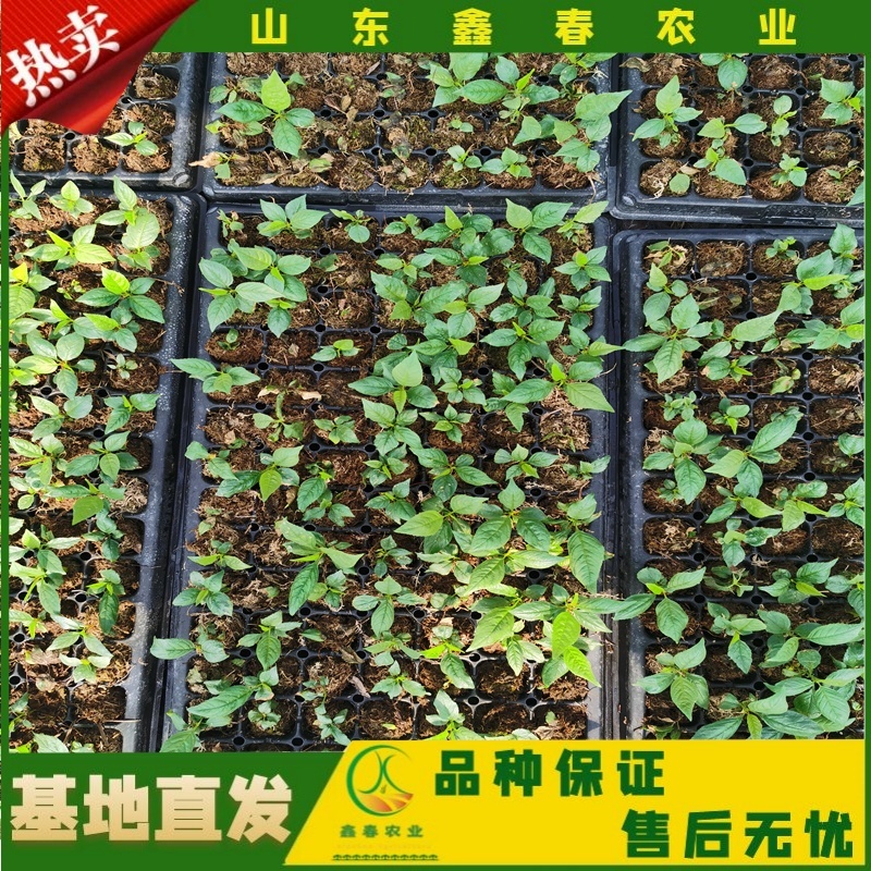 樱桃苗美早布鲁克斯俄罗斯八号萨米脱拉宾斯