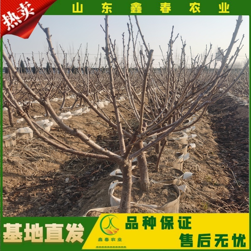 樱桃苗美早布鲁克斯俄罗斯八号萨米脱拉宾斯