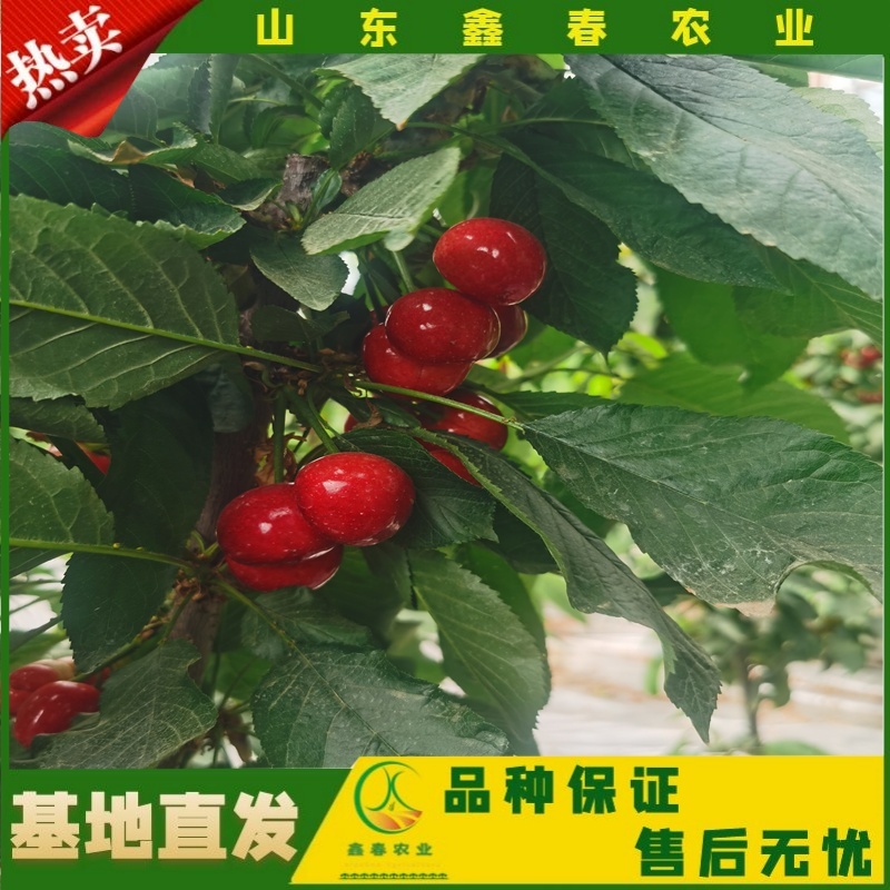 樱桃苗美早布鲁克斯俄罗斯八号萨米脱拉宾斯