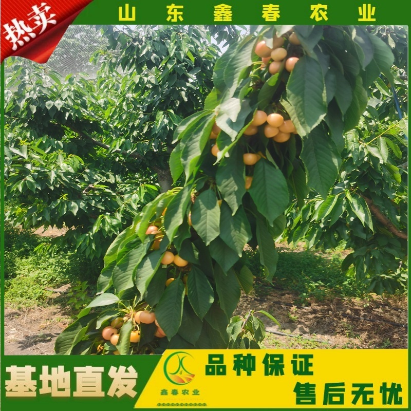 樱桃苗美早布鲁克斯俄罗斯八号萨米脱拉宾斯