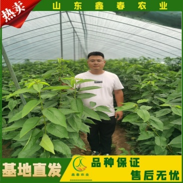 樱桃苗美早布鲁克斯俄罗斯八号萨米脱拉宾斯