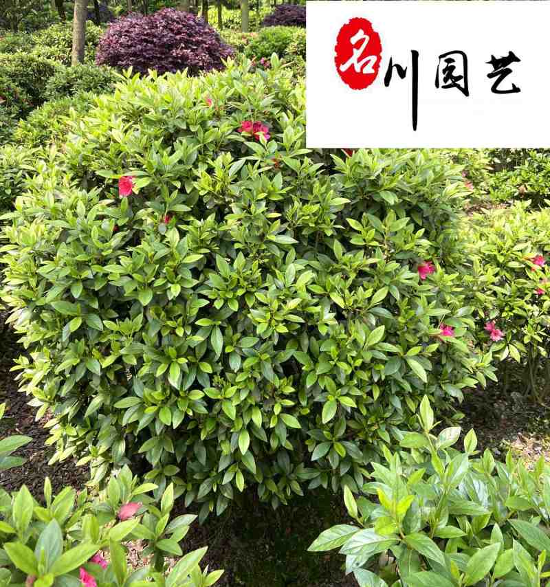 四川基地大量出售精品杜鹃球庭院园林工程绿化观赏苗木