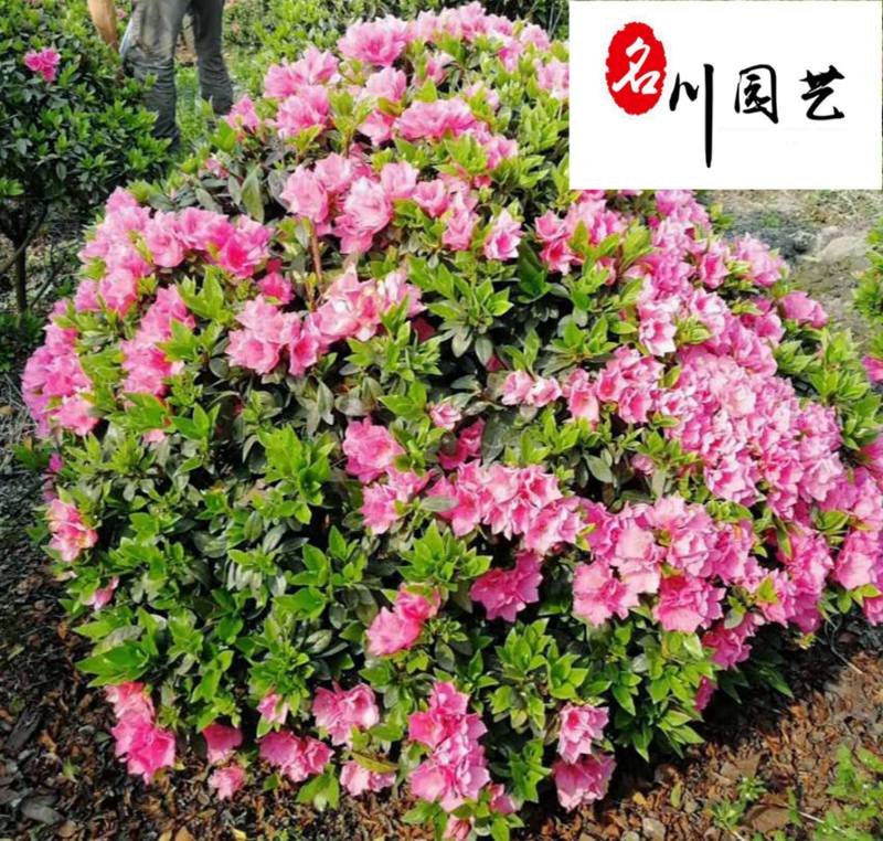 四川基地大量出售精品杜鹃球庭院园林工程绿化观赏苗木