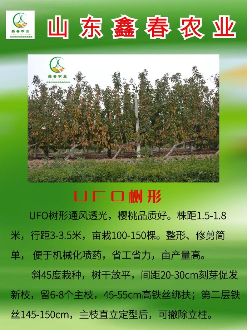 樱桃苗