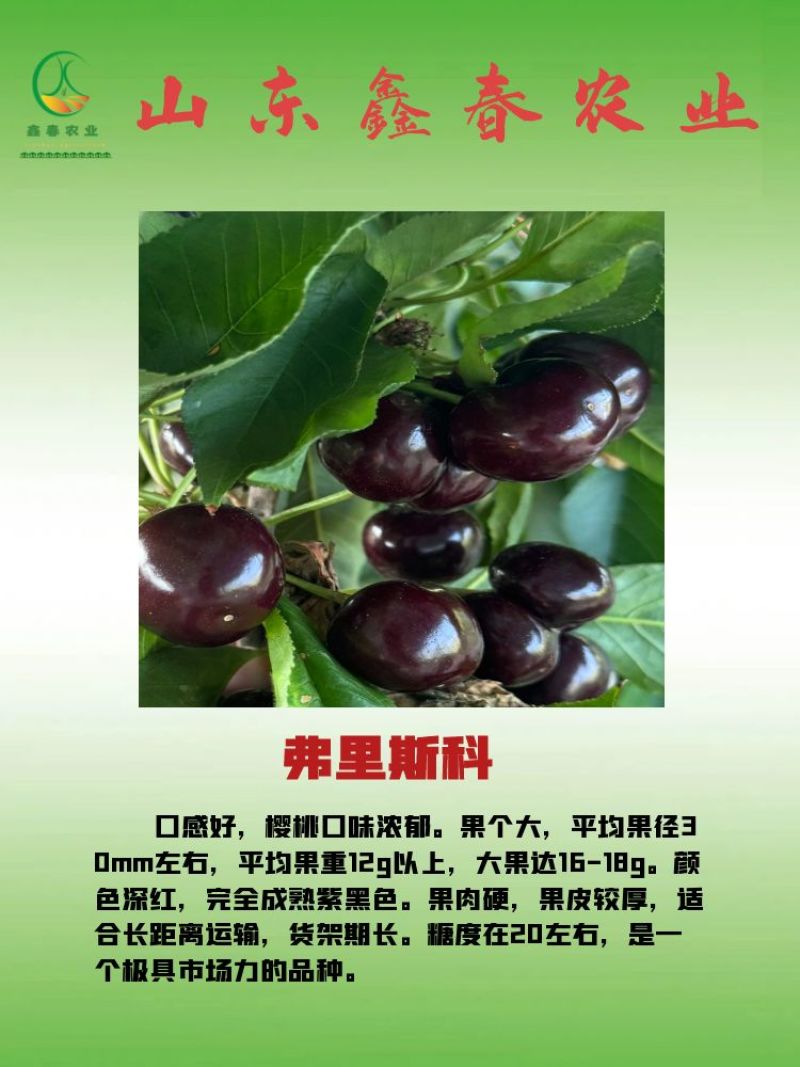 樱桃苗