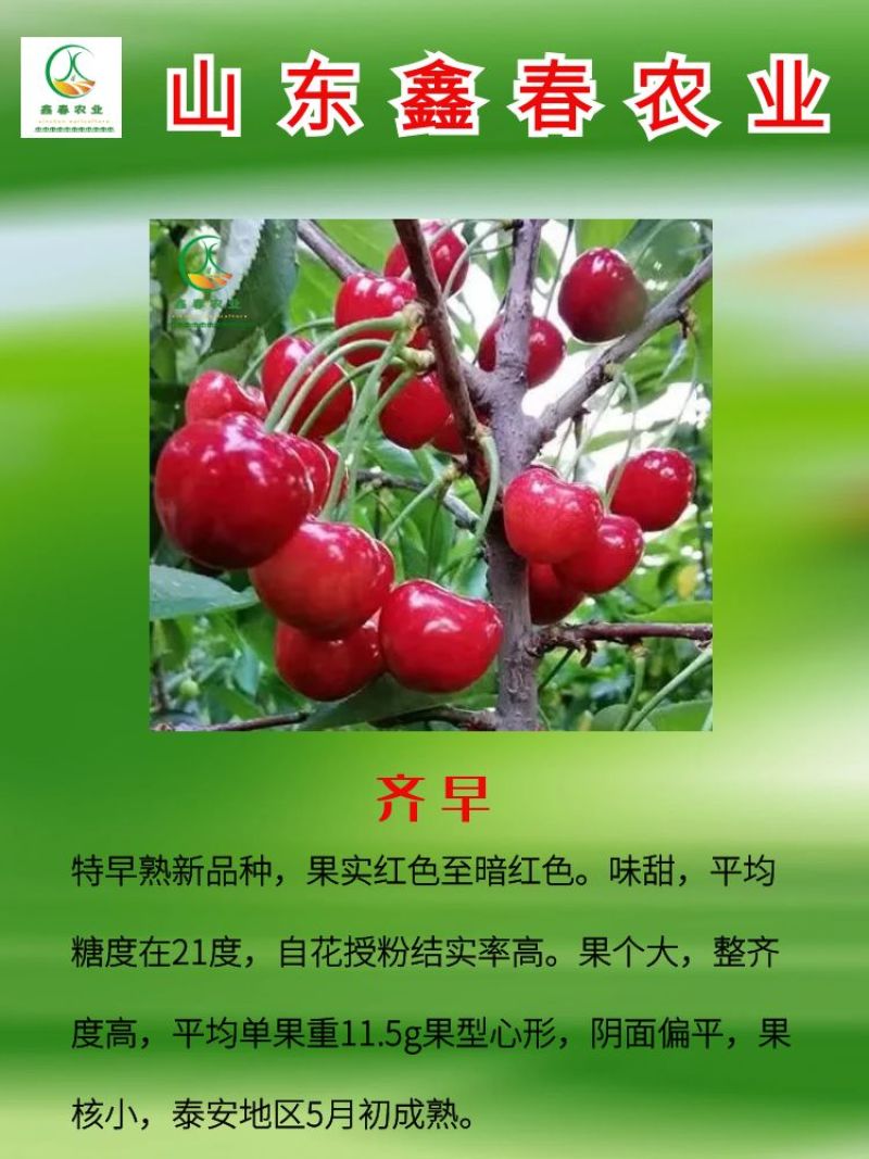 樱桃苗