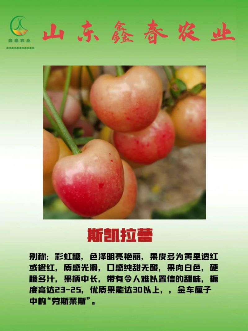 樱桃苗