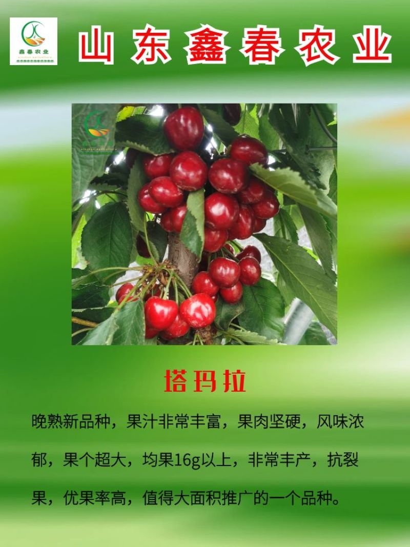 樱桃苗