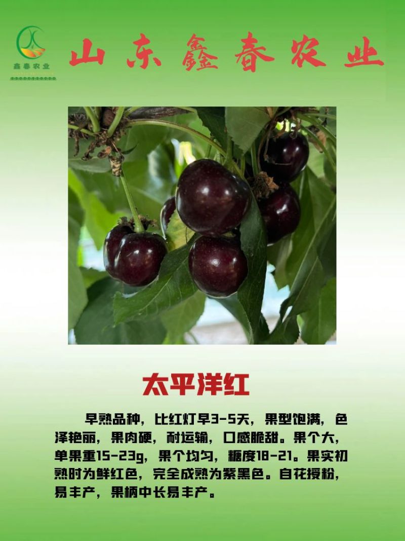 樱桃苗