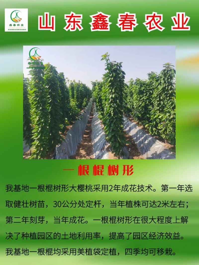 樱桃苗