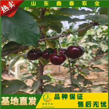 樱桃苗