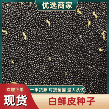 白鲜皮种子纯新货上市提供技术回收产品