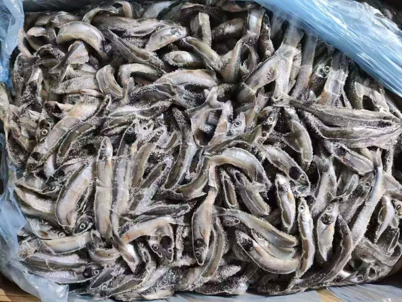 挪威公体多春鱼