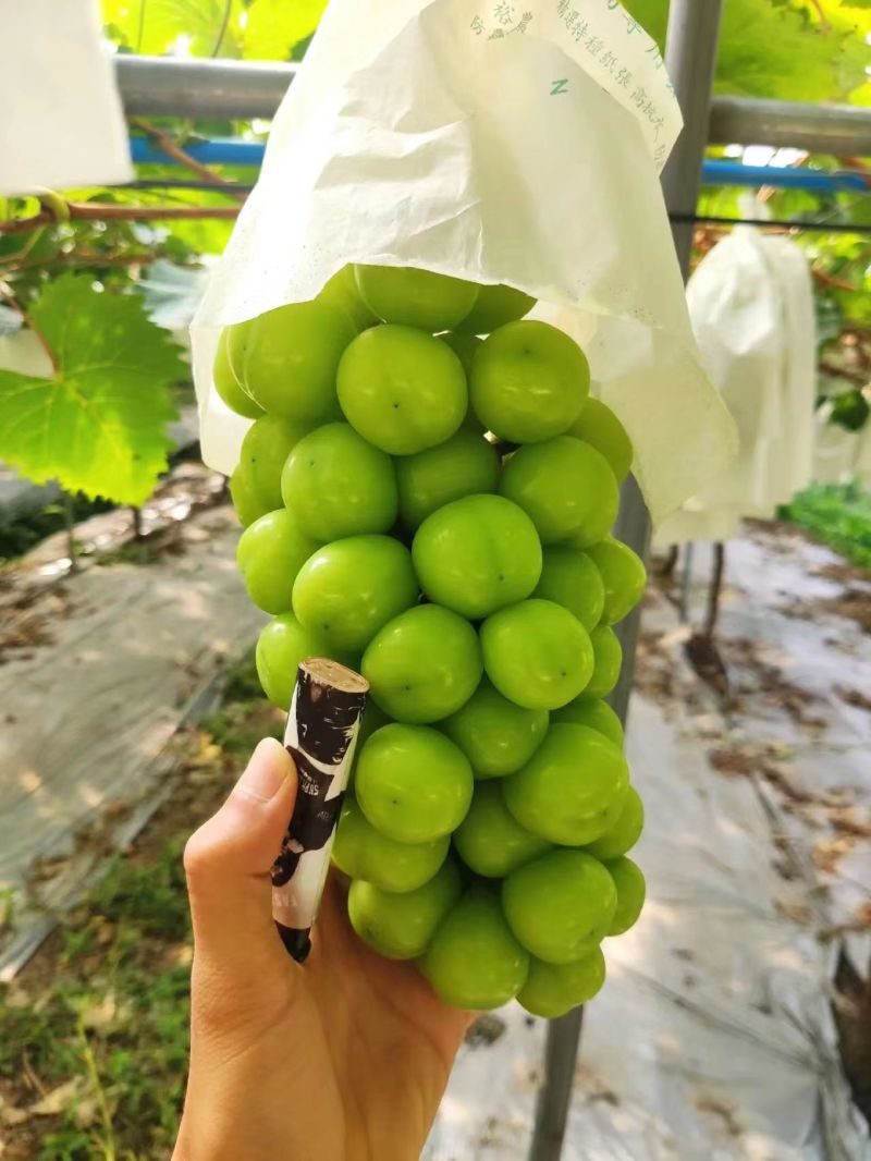 阳光玫瑰，大量上市，货源充足，质量好，糖度高