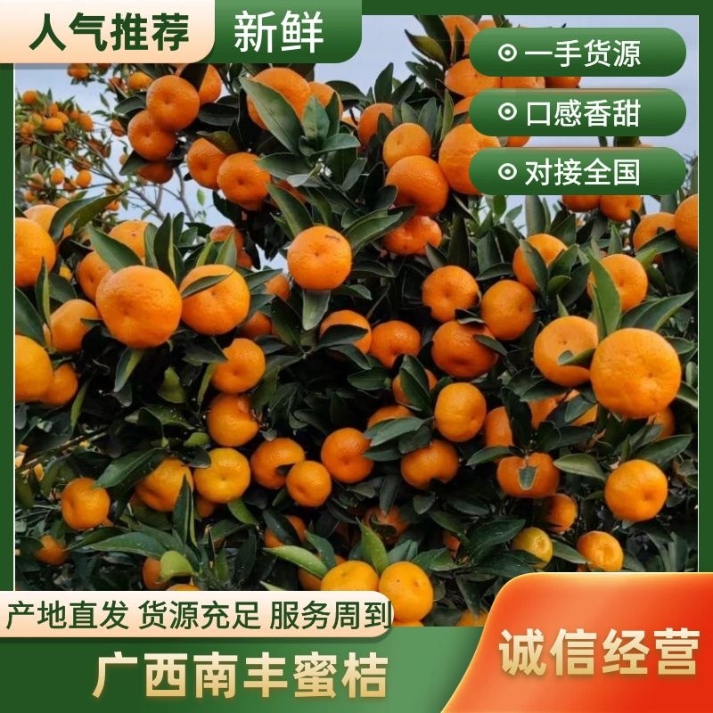 广西蜜橘/2025新果/产地一手货源/欢迎采购/承接电商