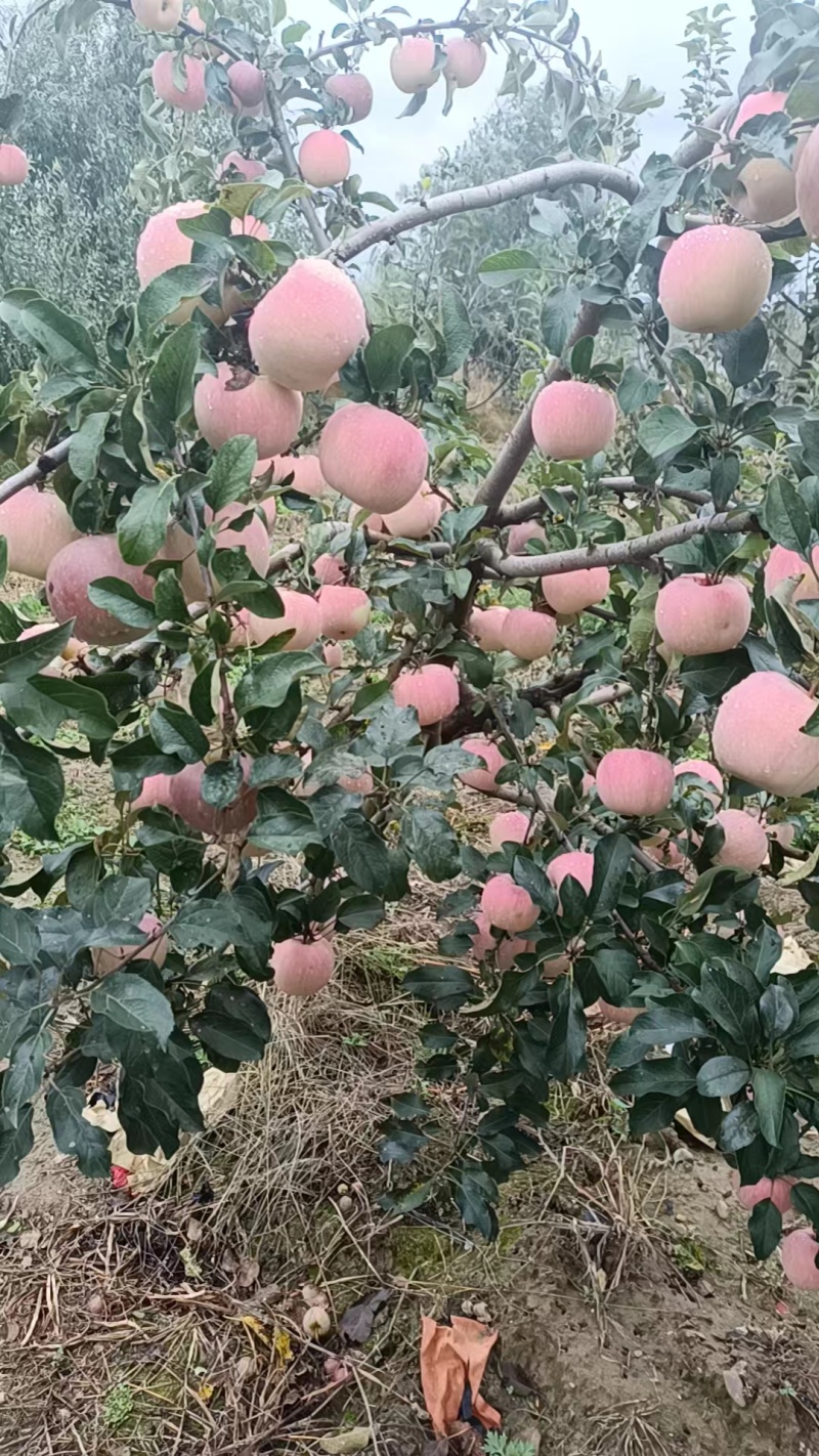 富士苹果，新鲜脆甜苹果，质量上乘，量大从优