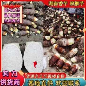 湖南芋头香芋槟榔芋大量上市产地一手货源量大从优