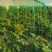 甘肃釜山88小番茄电商市场商超货源充足稳定