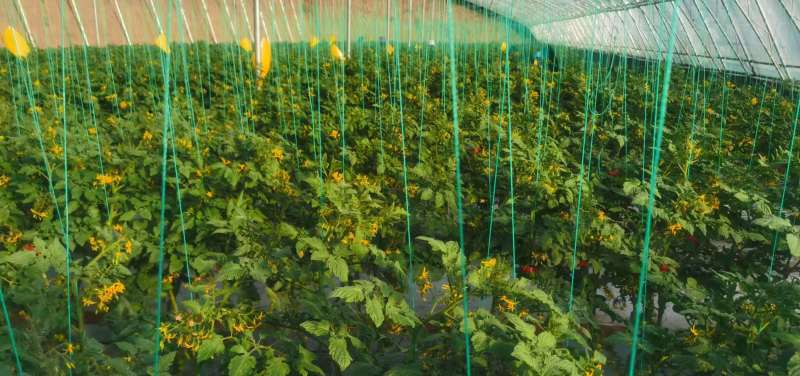 甘肃釜山88小番茄电商市场商超货源充足稳定