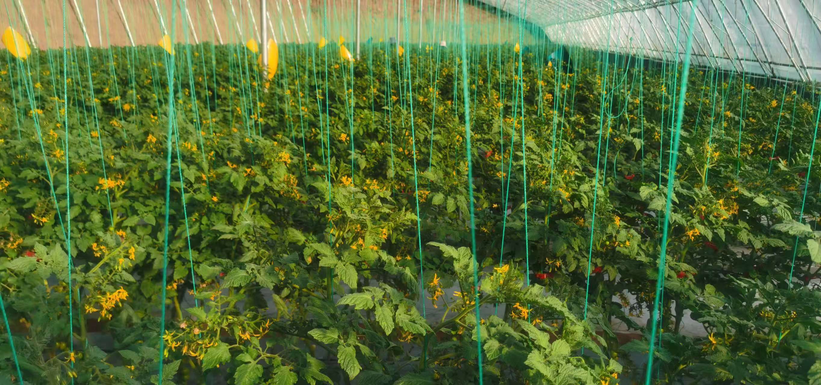 大型连栋温室中整齐排列的釜山88圣女果植株,采用吊蔓栽培方式,绿叶间挂满红润饱满的小番茄果实,地面铺设黑色滴灌带,工人正在田间进行疏果作业 釜山88圣女果高产种植基地航拍图