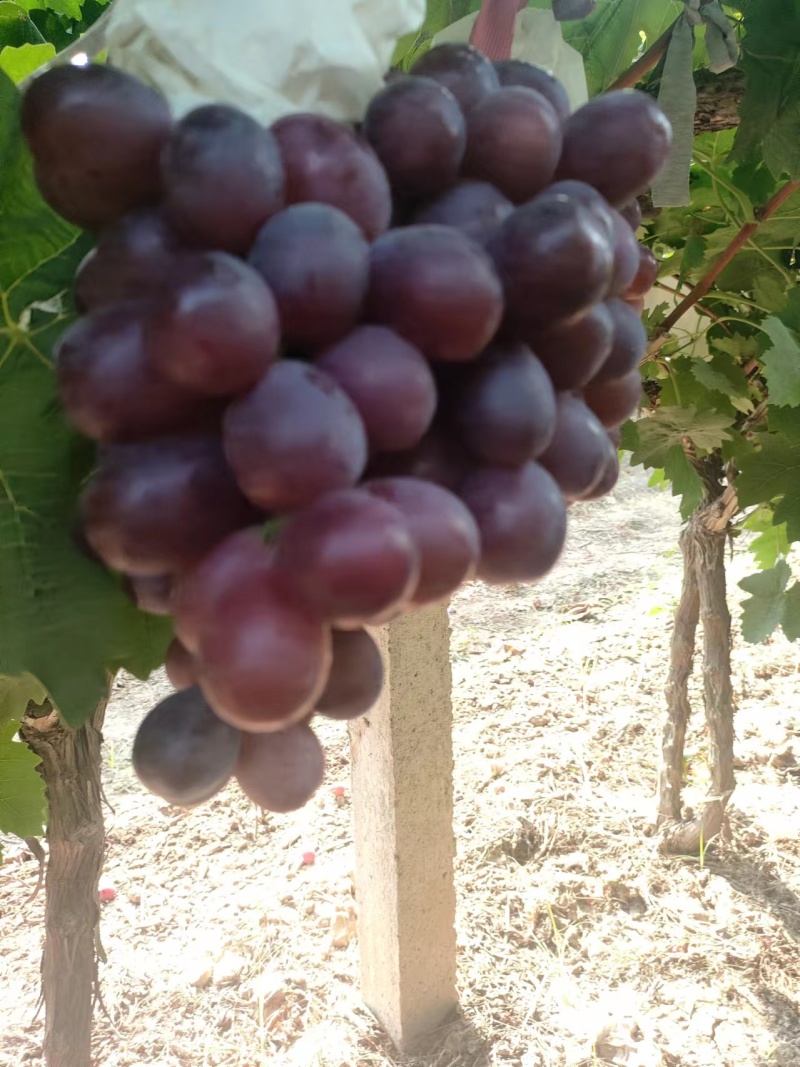 克伦盛葡萄陕西蒲城产地直发品质保证欢迎咨询合作