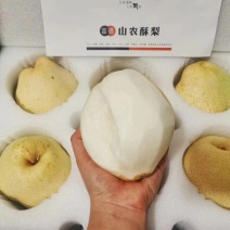 山西运城山农酥梨精品礼盒装保质保量欢迎下单