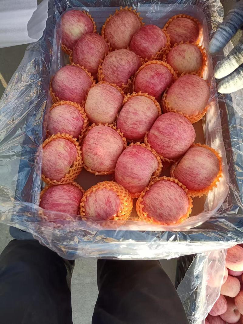 陕西红富士苹果量大质优价优一手货源欢迎各大老板采购