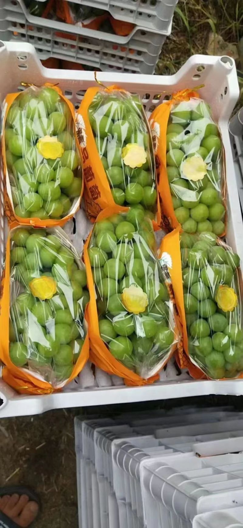 阳光玫瑰葡萄精品葡萄电商市场商超社区团购产地直发一手